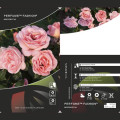 Rosa floribunda Perfume Fashion®, C3 interface.art foto 2 Rosa floribunda Perfume Fashion®, C3 interface.image 2 interface.art 4978
