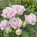 Rosa floribunda Pink Ruf, С5 interface.art foto 1 Rosa floribunda Pink Ruf, С5 interface.image 1 interface.art 6177