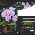 Rosa floribunda Pink Ruf, С5 interface.art foto 2 Rosa floribunda Pink Ruf, С5 interface.image 2 interface.art 6177
