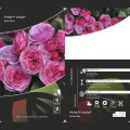 Rosa floribunda Pink Vaza®, C3 interface.art foto 2 Rosa floribunda Pink Vaza®, C3 interface.image 2 interface.art 5004