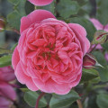 Rosa floribunda Raspberry ™, С3 interface.art foto 1 Rosa floribunda Raspberry ™, С3 interface.image 1 interface.art 6178