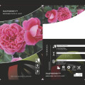 Rosa floribunda Raspberry ™, С3 interface.art foto 3 Rosa floribunda Raspberry ™, С3 interface.image 3 interface.art 6178