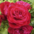 Rosa floribunda Red Meilove ®, С3 interface.art foto 1 Rosa floribunda Red Meilove ®, С3 interface.image 1 interface.art 4555