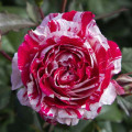 Rosa floribunda Scentimental®, C5 interface.art foto 2 Rosa floribunda Scentimental®, C5 interface.image 2 interface.art 5516