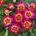 Rosa floribunda Sunshine Babylon Eyes®, C5 interface.art foto 1 Rosa floribunda Sunshine Babylon Eyes®, C5 interface.image 1 interface.art 5517