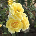 Rosa floribunda Urban ™ Fashion ®, С3 interface.art foto 1 Rosa floribunda Urban ™ Fashion ®, С3 interface.image 1 interface.art 5008