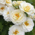 Rosa floribunda Zorza® interface.art foto 2 Rosa floribunda Zorza® interface.image 2 interface.art 6190