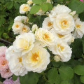 Rosa floribunda Zorza® interface.art foto 3 Rosa floribunda Zorza® interface.image 3 interface.art 6190
