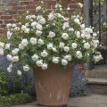 English Rose Desdemona®, C5 interface.art foto 2 English Rose Desdemona®, C5 interface.image 2 interface.art 5500