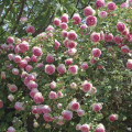 Rosa trepadeira Eden Rose®, C3 interface.art foto 1 Rosa trepadeira Eden Rose®, C3 interface.image 1 interface.art 4559