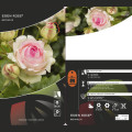 Rosa trepadeira Eden Rose®, C3 interface.art foto 3 Rosa trepadeira Eden Rose®, C3 interface.image 3 interface.art 4559