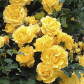 Rosa trepadeira Golden Climber®, C3 interface.art foto 1 Rosa trepadeira Golden Climber®, C3 interface.image 1 interface.art 5826