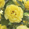 Rosa trepadeira Golden Climber®, C3 interface.art foto 2 Rosa trepadeira Golden Climber®, C3 interface.image 2 interface.art 5826