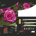 Rosa trepadeira Händel ®, С3 interface.art foto 3 Rosa trepadeira Händel ®, С3 interface.image 3 interface.art 6179
