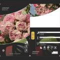 Rosa trepadeira Jasmina ®, С5 interface.art foto 3 Rosa trepadeira Jasmina ®, С5 interface.image 3 interface.art 6180