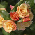 Rosa trepadeira Moonlight ®, С5 interface.art foto 2 Rosa trepadeira Moonlight ®, С5 interface.image 2 interface.art 6181