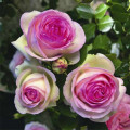 Rosa trepadeira Pierre de Ronsard®, C5 interface.art foto 2 Rosa trepadeira Pierre de Ronsard®, C5 interface.image 2 interface.art 5497