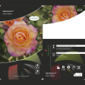 Rosa trepadeira Redova ®, С5 interface.art foto 3 Rosa trepadeira Redova ®, С5 interface.image 3 interface.art 6182