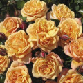 Rosa trepadeira Susie ®, С5 interface.art foto 1 Rosa trepadeira Susie ®, С5 interface.image 1 interface.art 6183