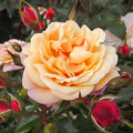 Rosa trepadeira Susie ®, С5 interface.art foto 2 Rosa trepadeira Susie ®, С5 interface.image 2 interface.art 6183