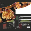 Rosa trepadeira Susie ®, С5 interface.art foto 3 Rosa trepadeira Susie ®, С5 interface.image 3 interface.art 6183