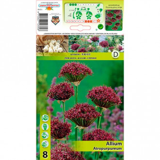 Allium Atropurpureum interface.image 1