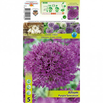 Allium Purple Sensation interface.image 5