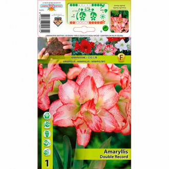Amaryllis (Hippeastrum) Double Record interface.image 6