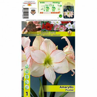 Amaryllis (Hippeastrum) Picotee interface.image 4