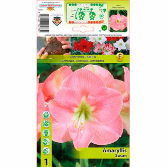 Amaryllis (Hippeastrum) Susan interface.image 5