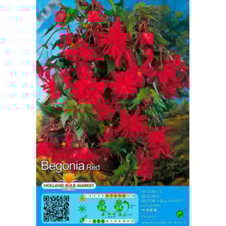 Begônia Red foto 9 Begônia Red interface.image 9