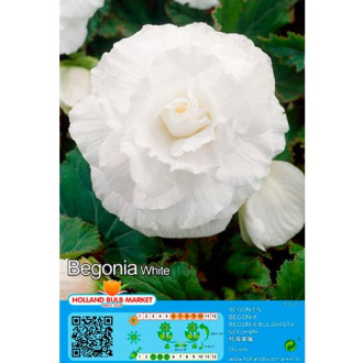 Begônia White interface.image 3