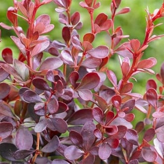 Berberis Thunberga Dart's Red Lady, P9 interface.image 2