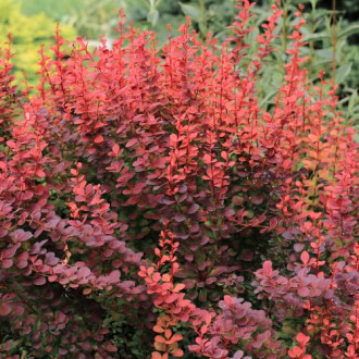 Berberis Thunberga Superba, P9