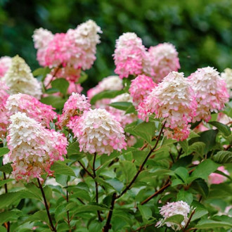 Ramo de hortênsias Pink Lady interface.image 1