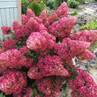 Bouquet de hortênsias Sunday Fraise interface.image 1