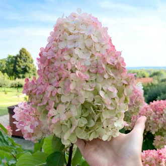 Bouquet de hortênsias Baunilha Fraise interface.image 6