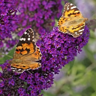 Buddleia David Black Knight interface.image 1