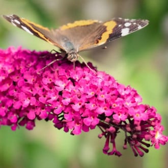 Buddleia davidii Royal Red interface.image 3