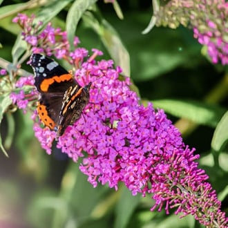 Buddleja davidii Purple Prince interface.image 2