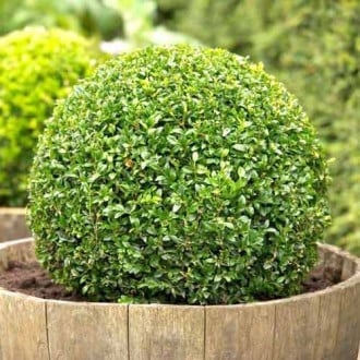 Buxo sempre-verde, P9 interface.image 1