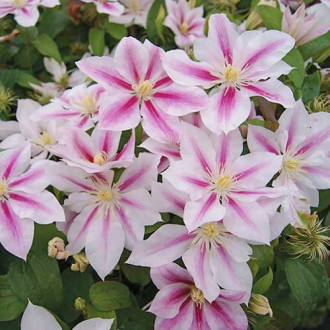 Clematis Andrómeda interface.image 1