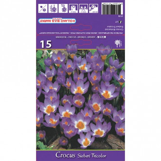 Crocus Sieberi Tricolor interface.image 1