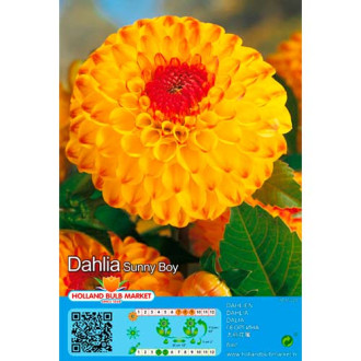 Dáhlia Sunny Boy foto 8 Dáhlia Sunny Boy interface.image 8