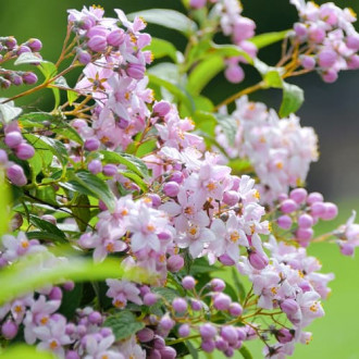 Arborvitae híbrida Mont Rose interface.image 1