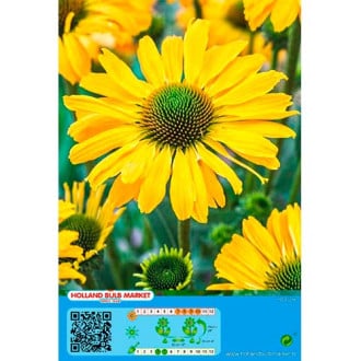 Equinácea Yellow interface.image 3