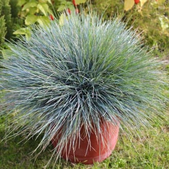 Festuca Elijah Blue interface.image 1