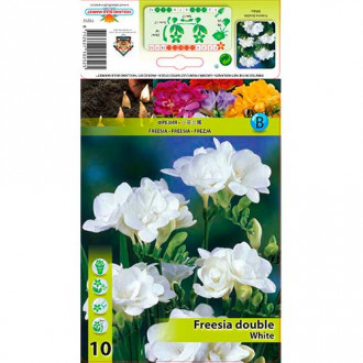 Freesia Double White interface.image 6