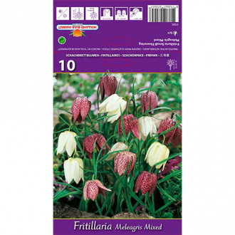 Fritillaria Meleagris Mixed interface.image 3