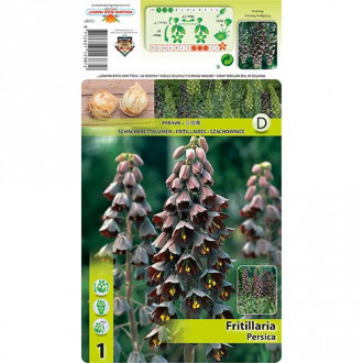 Fritillaria Persica interface.image 5